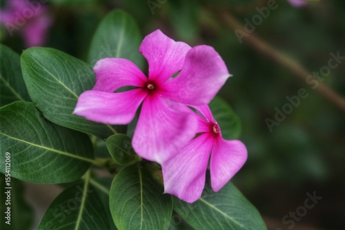 vibrant pink flowers with lush green leaves, beautifully capturing the essence of nature's beauty in a soft-focus background