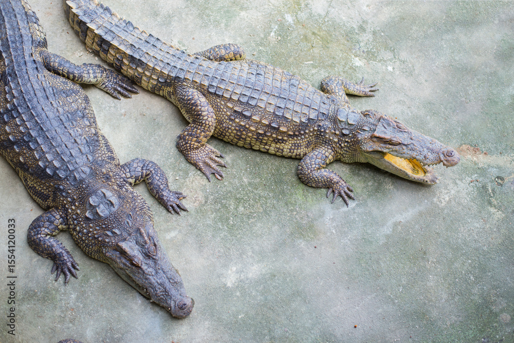 Naklejka premium Crocodile in the farm,Thailand,Asia.