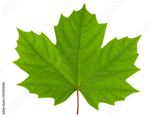 Untitled design - Single Green Leaf with Detailed Veins, isolated on a transparent background