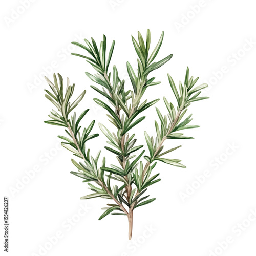 watercolor of A Rosemary Plant, vector, isolated on a white background.