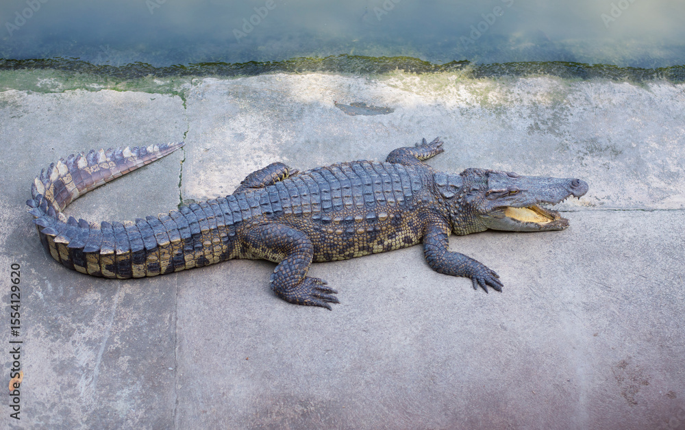 Naklejka premium Crocodile is a large freshwater crocodile native to Southeast Asia.