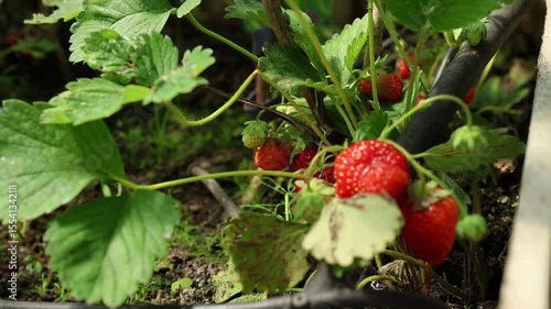 Raised garden bed with strawberry plants growing in greenhouse on a farm. Sustainable gardening with red ripe berries plant in the ground. Summer countryside life.