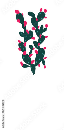 Kaktus on white background