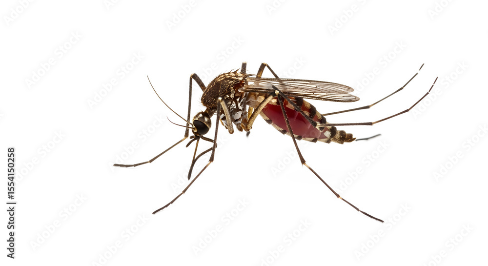 etailed Macro of Blood-Fed Mosquito - Profile View with Extended Proboscis Anopheles Mosquito Close-Up - Striped Body with Translucent Wings isolated on transparent background etailed Macro of Blood-Fed Mosquito - Profile View with Extended Proboscis Anopheles Mosquito Close-Up - Striped Body with Translucent Wings isolated on transparent background
