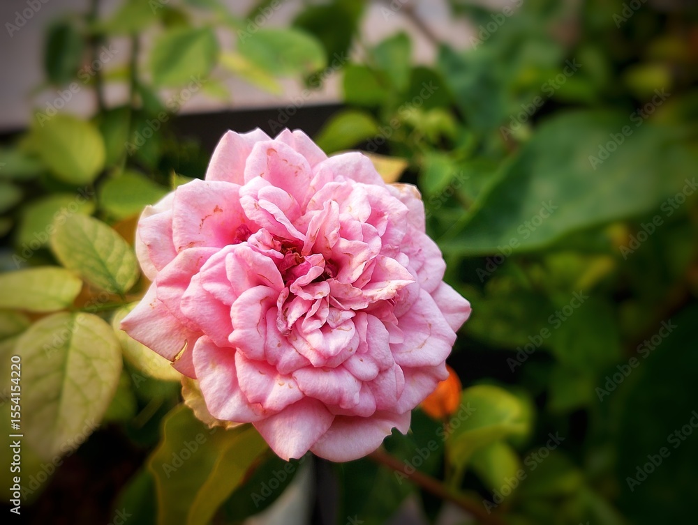 Obraz premium A close-up of a Damask Rose in full bloom with soft pink petals, set against a background of green leaves. The warm natural light highlights the delicate textures and colors of the flower