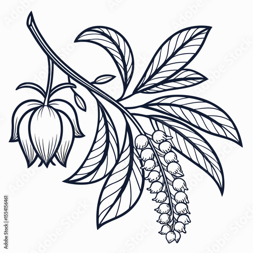 black and white pocketbook plant