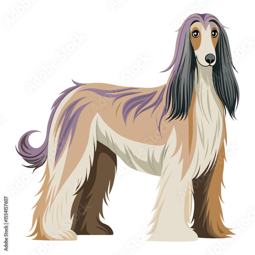 Afghan Hound