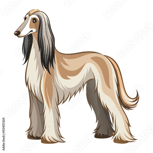 Afghan Hound