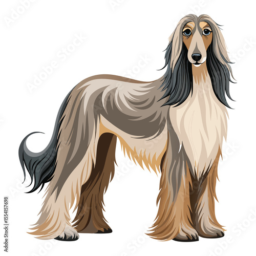 Afghan Hound
