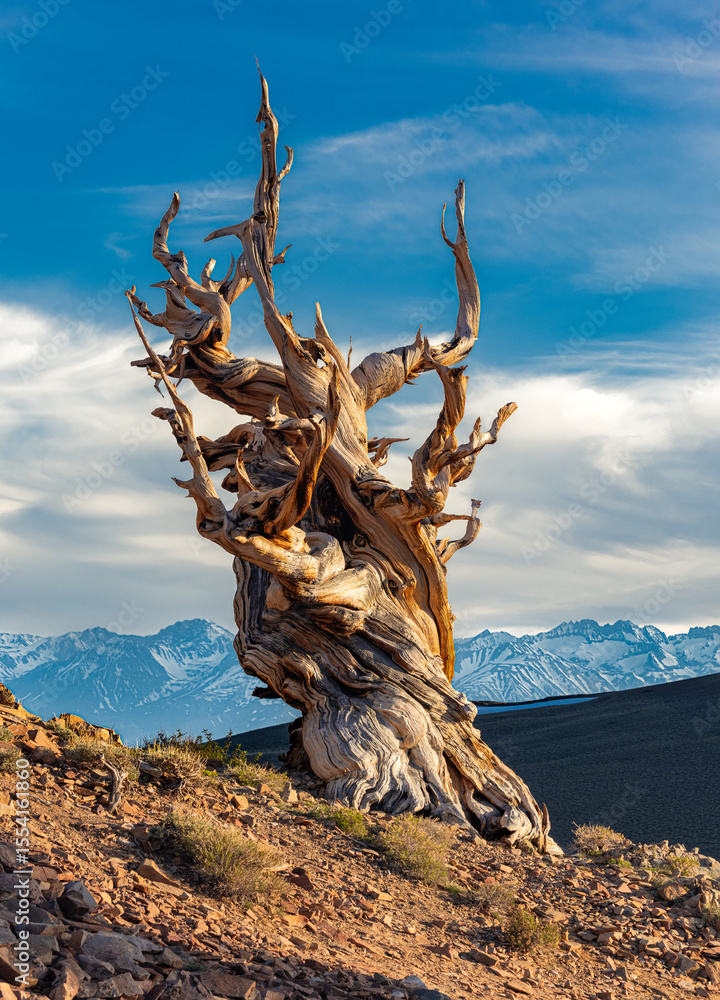 © Ross Stone - An Ancient Bristlecone pine tree during the last light of the day. With the Sierra Nevada mountain range in the distance. © Ross Stone - An Ancient Bristlecone pine tree during the last light of the day. With the Sierra Nevada mountain range in the distance.