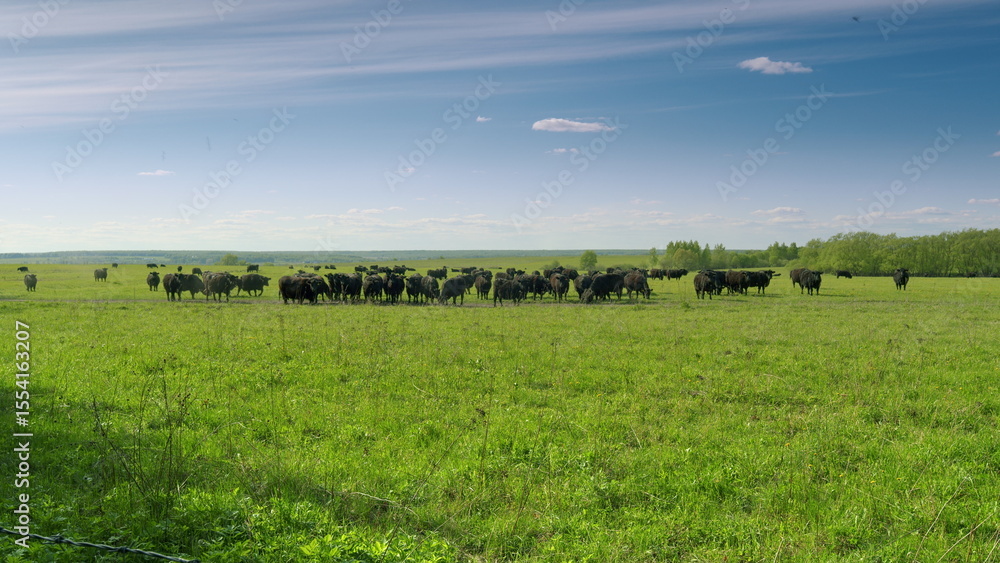 Fototapeta premium Cattle Grazing in a Beautiful and Serene Green Pasture Land Under the Clear Blue Sky