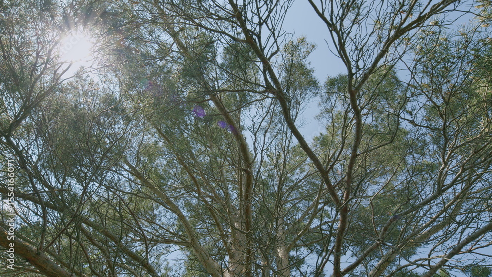 Fototapeta premium Captivating Canopy Sunlit Tree Branches Gracefully Framed Against a Clear Blue Sky