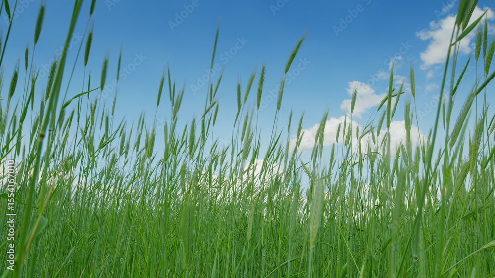 Obraz premium Vibrant and Lush Green Grass Spreading Out Beneath a Gorgeous Blue Sky Up Above in a Peaceful Scene