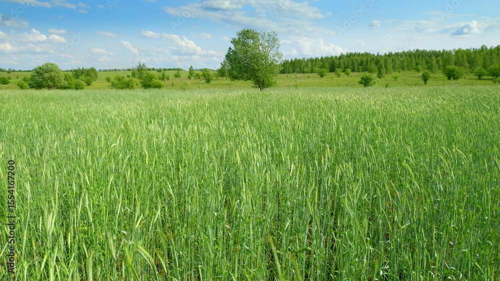 Fototapeta premium A Beautiful, Vibrantly Lush Green Field Nestled Beneath a Brilliantly Bright Blue Sky Above