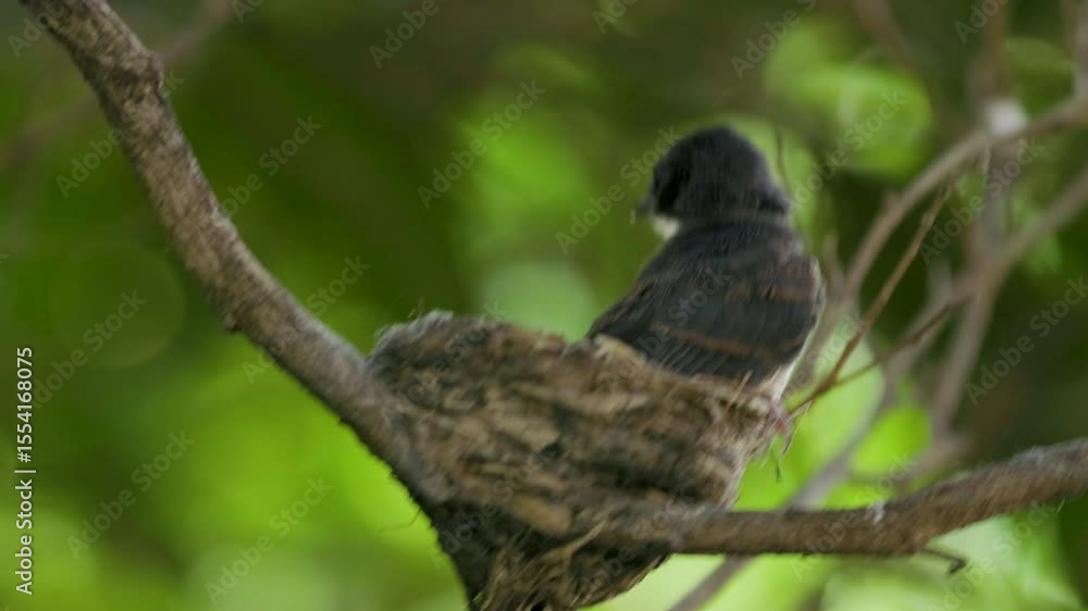 mother bird feeding her baby bird in the bird's nest. mother bird feeding her baby bird in the bird's nest.