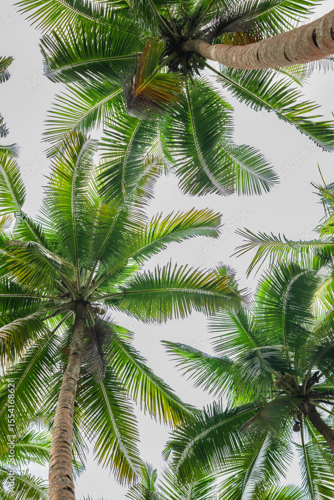 Fototapeta premium High angle view of coconut tree from below with cloudy sky background