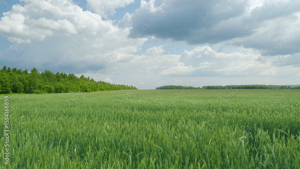 Lush Green Fields Stretching Out Beneath a Dramatic and Expansive Sky Filled with White Clouds Lush Green Fields Stretching Out Beneath a Dramatic and Expansive Sky Filled with White Clouds