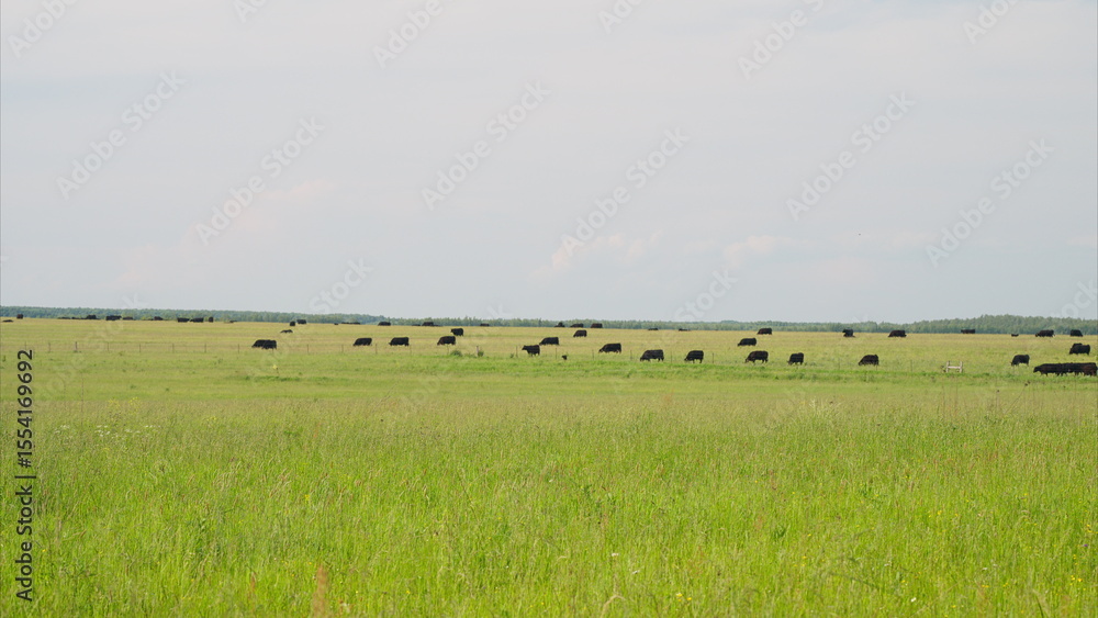 Obraz premium A picturesque and serene pastoral landscape features grazing cattle across green fields