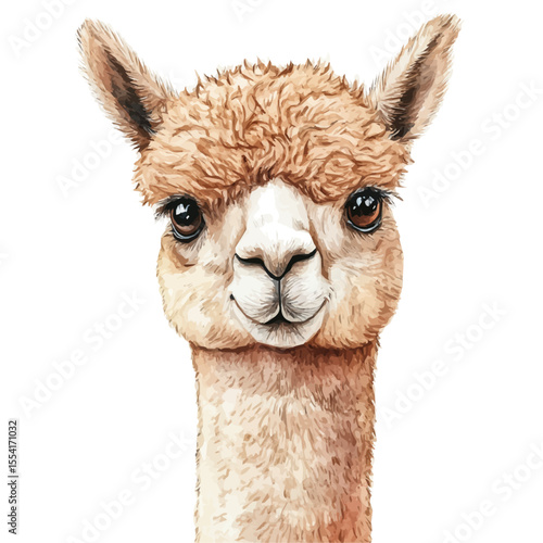 watercolor of Alpaca, vector, isolated on a white background.