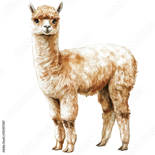 Alpaca, watercolor drawing vector, isolated on a white background.