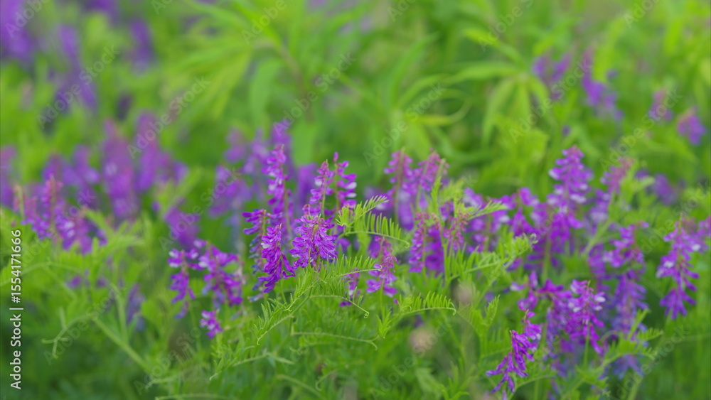 Obraz premium Vibrant Purple Wildflowers Surrounded by Lush Greenery in a Picturesque Landscape