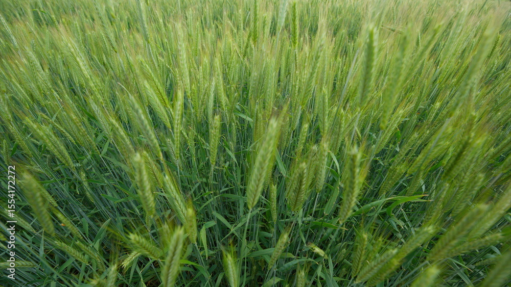 A Beautifully Lush Green Wheat Field That Is Completely Ready for Harvesting Soon A Beautifully Lush Green Wheat Field That Is Completely Ready for Harvesting Soon