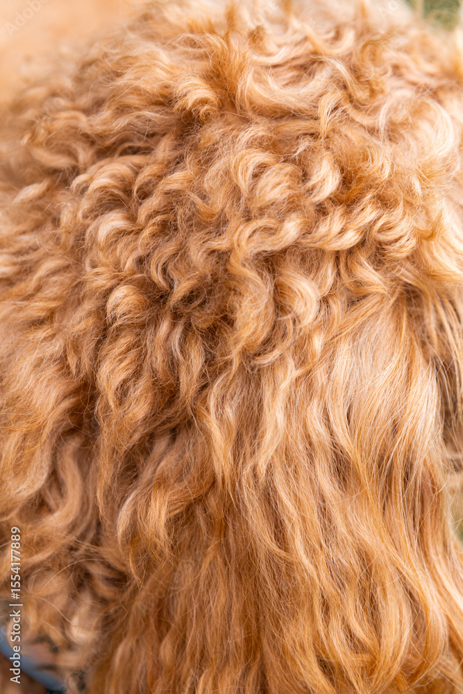 Close-up of caramel-colored Golden Doodle fur, showing tight curls and soft waves in detailed texture. Close-up of caramel-colored Golden Doodle fur, showing tight curls and soft waves in detailed texture.