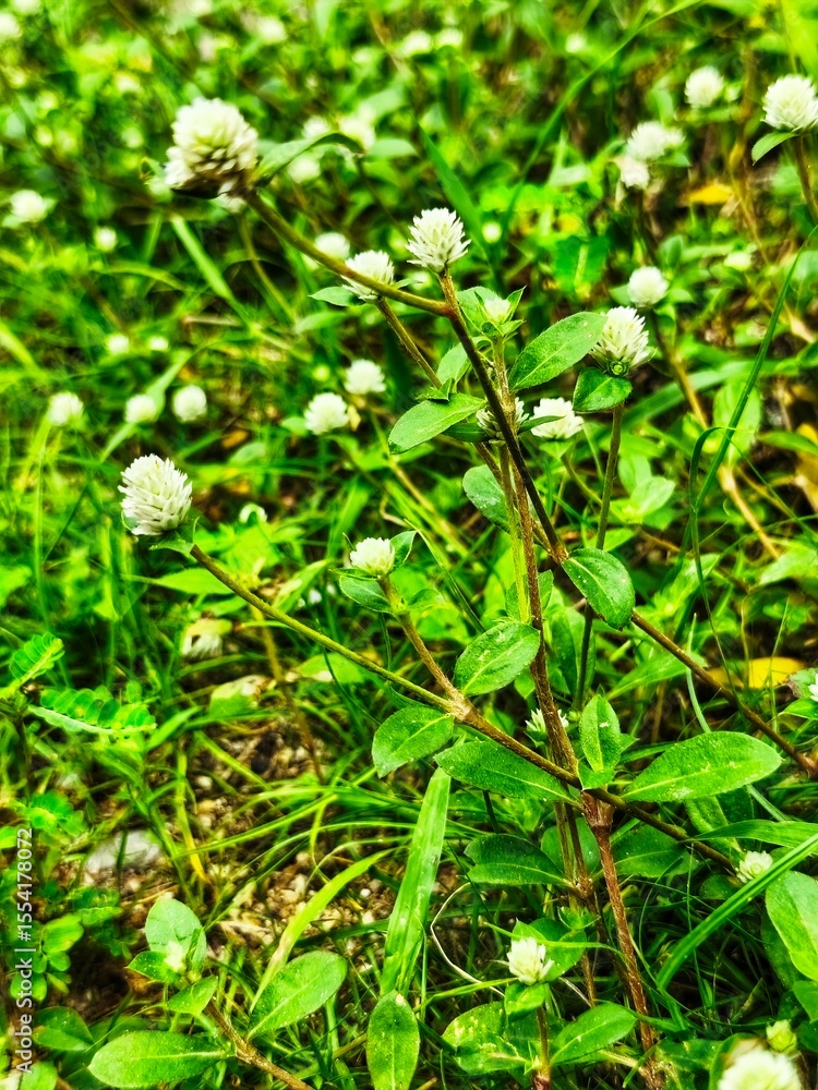 close up of a plant close up of a plant