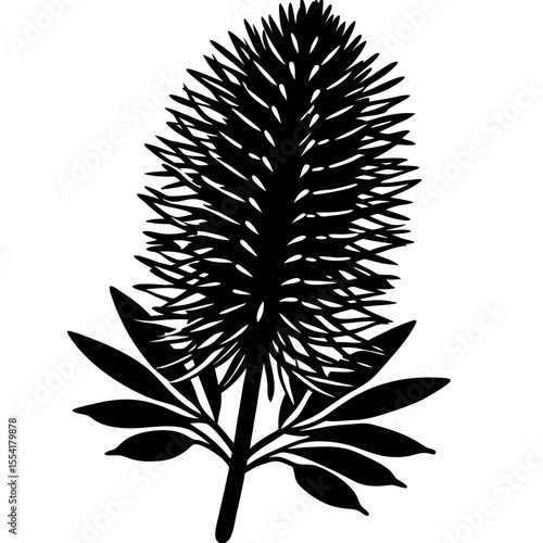 Black silhouette of a banksia flower with leaves on white background