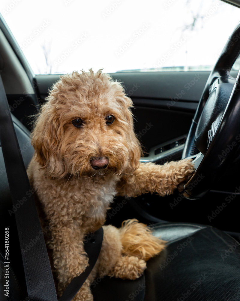 Brown Golden Doodle sits behind the wheel of a car with a black interior, playfully posing as the driver. Adorable dog-driver moment. Brown Golden Doodle sits behind the wheel of a car with a black interior, playfully posing as the driver. Adorable dog-driver moment.