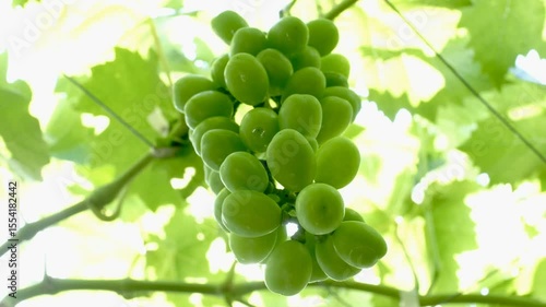 梅雨時の日本の葡萄畑で育つシャインマスカットの若い房（クローズアップ、逆光）