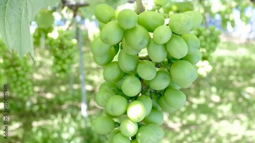 梅雨時の日本の葡萄畑で育つシャインマスカットの若い房（クローズアップ）