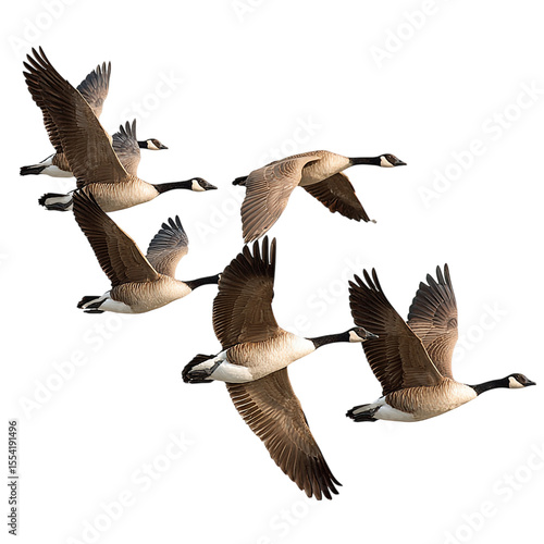 group of Canada geese flying in V formation, symbol of teamwork and migration, high-resolution birds, no background --v 7.0 --p fig9u4r