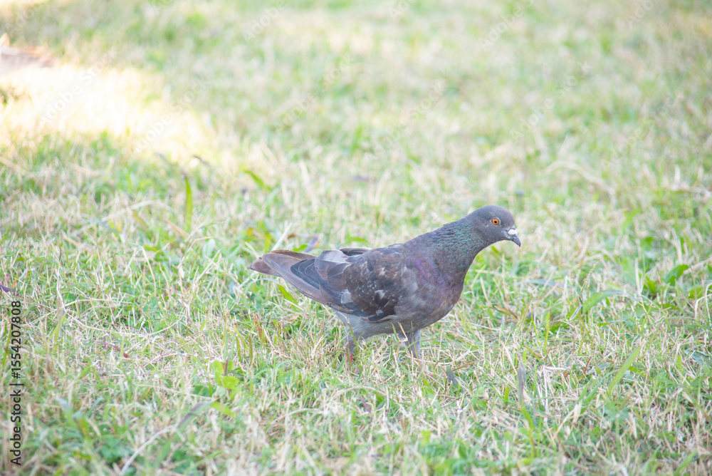 Obraz premium 野原にいる1匹の鳩のアップ