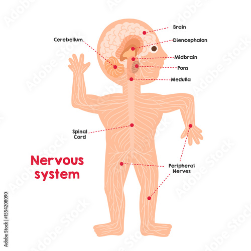 The human nervous system cartoon.