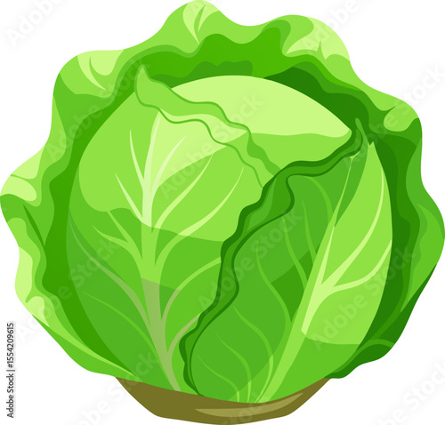 Iceberg lettuce  isolated on white