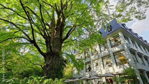 A large, old tree with lush green foliage stands prominently beside the traditional Matsumotoro restaurant building in Hibiya Park.