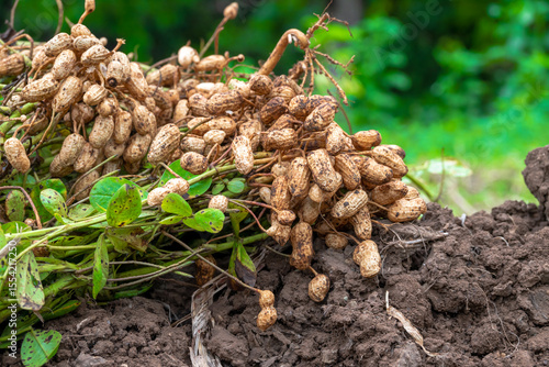 Fresh peanuts plants with roots plants harvest of peanut plants. peanuts plants with roots