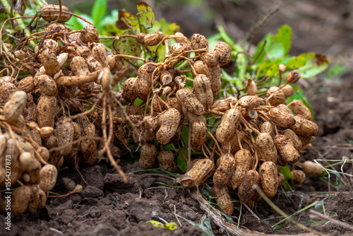 Fresh peanuts plants with roots plants harvest of peanut plants. peanuts plants with roots