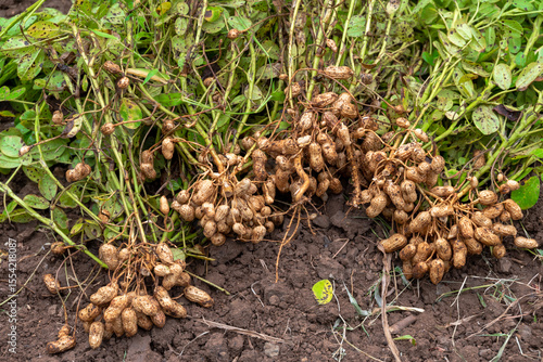 Fresh peanuts plants with roots plants harvest of peanut plants. peanuts plants with roots
