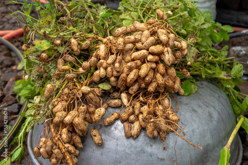 Fresh peanuts plants with roots plants harvest of peanut plants. peanuts plants with roots