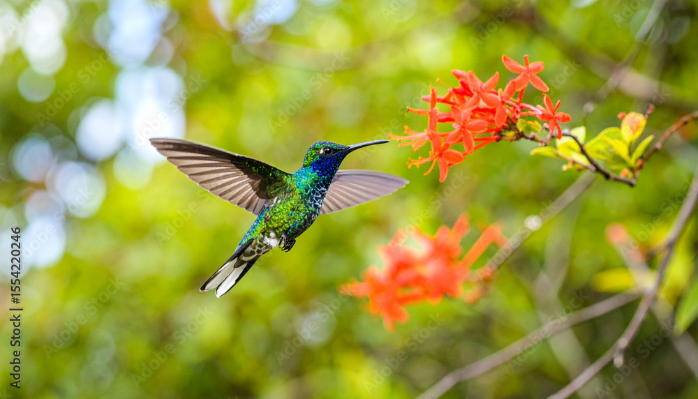 Fototapeta premium Hummingbird Bird flying in nature