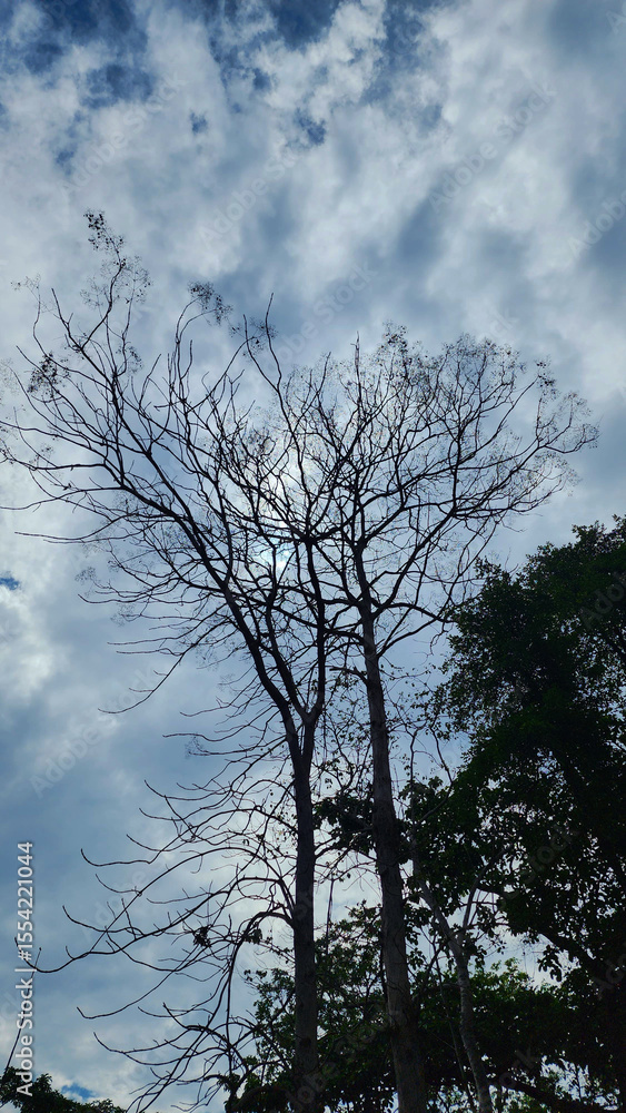 Tree in the Sky Tree in the Sky