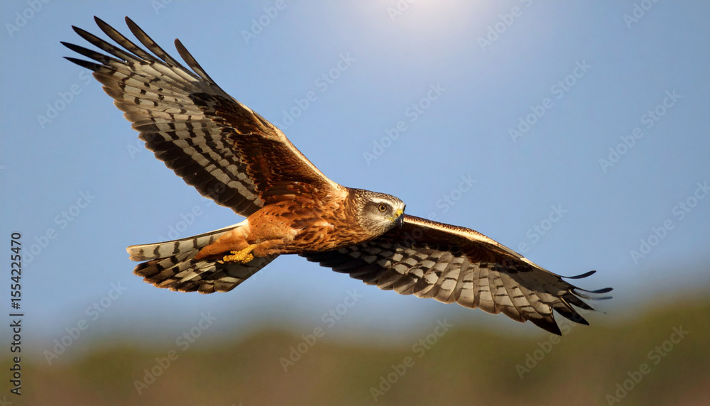 Obraz premium Montagu Harrier bird