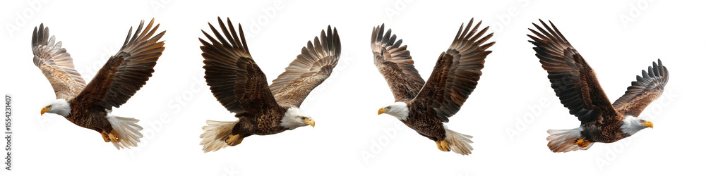 Obraz premium Flying Eagles Isolated on Transparent Background