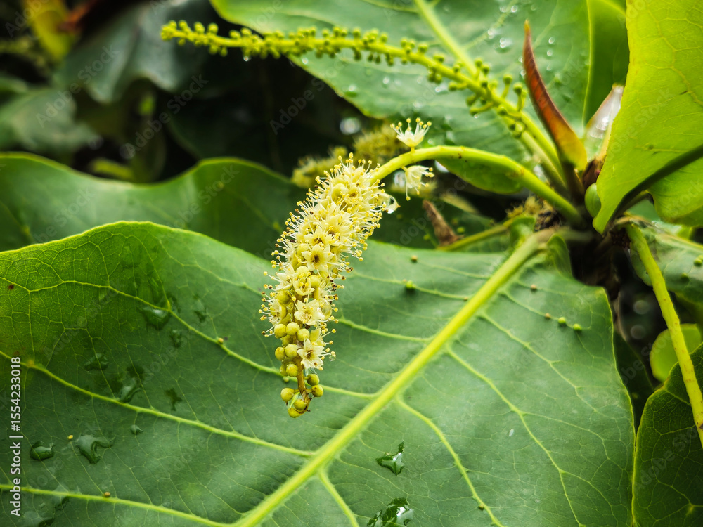 Naklejka premium Foliage and flowers of a sea almond tree, Terminalia catappa