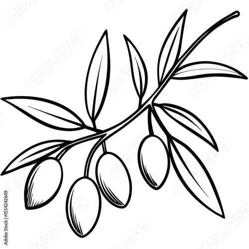 Stylized black and white line drawing of an olive branch with five olives