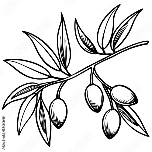 Line art illustration of an olive branch with leaves and fruit on a white background