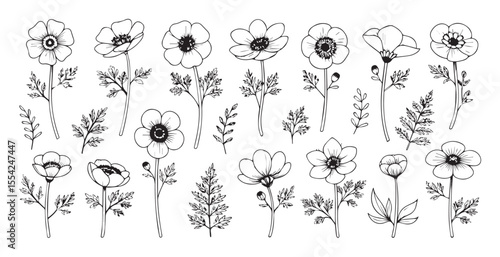 Collection of anemone flowers and leaves in a delicate line drawing silhouette