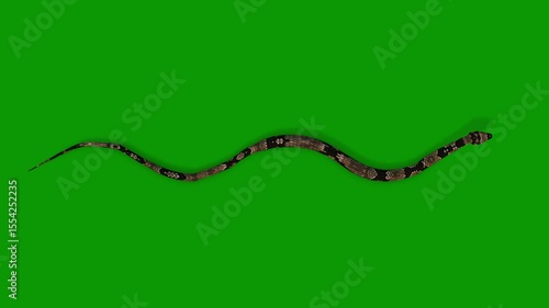Realistic Snake Run Fast From Sky 3D Rendering Animation On Green Screen